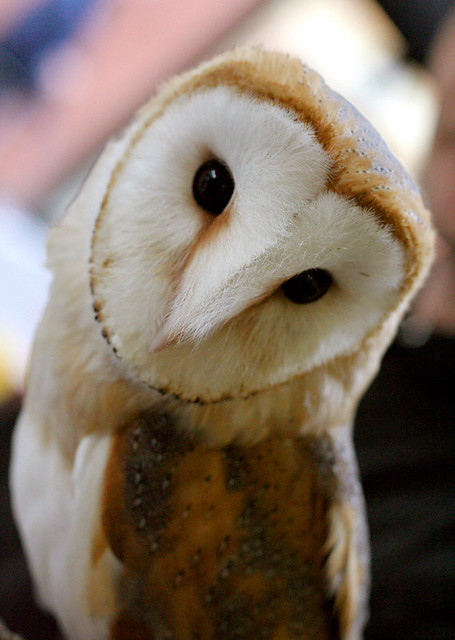 barn owl (Explored)