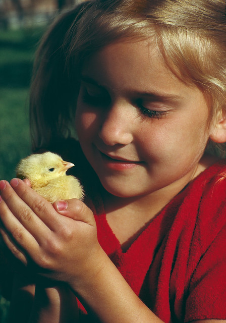 Little girl holding a baby chick