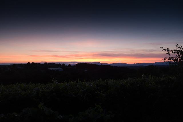 sun set over vine country