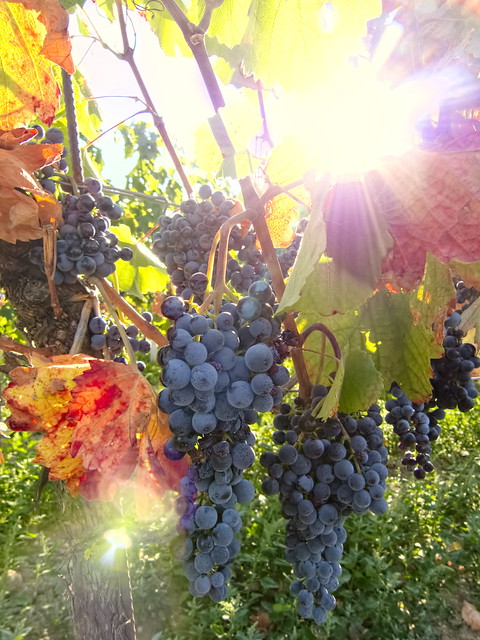 wine grapes (shining beads)