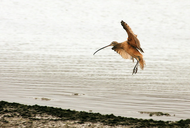 Curlew landing