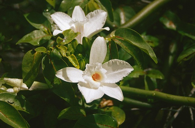 Native Seychelles vanilla orchid (Vanilla phalaenopsis), Anse Major, Mahé