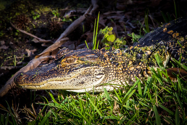 Kissimmee, Florida - March 2014-96