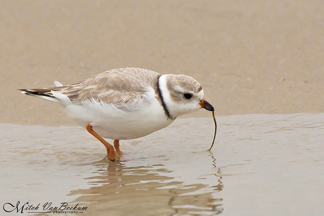 Piping Plover (Endangered)