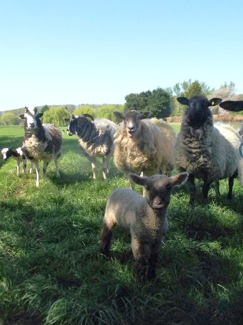 Attentive sheep Staplehurst to Headcorn
