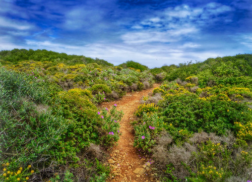 flowers green portugal nature landscape scenery natural trail colourful algarve footpath gorse