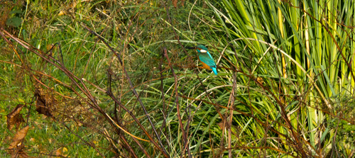 Kingfisher by a canal