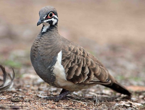 Geophaps Scripta Scripta Squatter Pigeon (Geophaps scripta) | This beautiful Australi… | Flickr