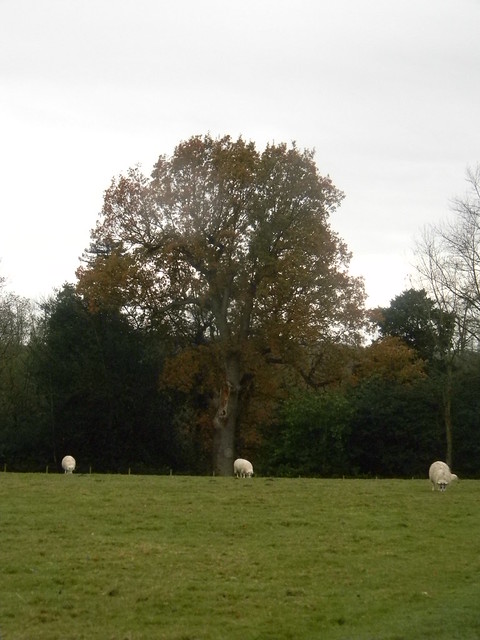 Sheep in a field with a tree Borough Green to Sevenoaks