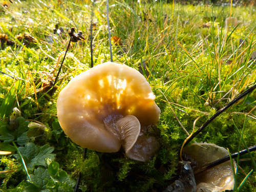 Pale waxcap after a frosty night