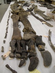 Diplodocus right leg