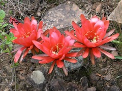Lobivia calorubra  - also known as  Echinopsis obrepanda subs. calorubra (Cárdenas).  Cactus con flores rojas - Red flowered cactus; entre Comarapa y Torrecillas, Departamento de Santa Cruz, Bolivia