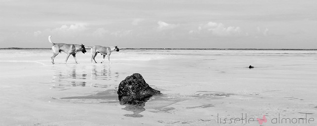Perros Bira'lata en Playa el Portillo