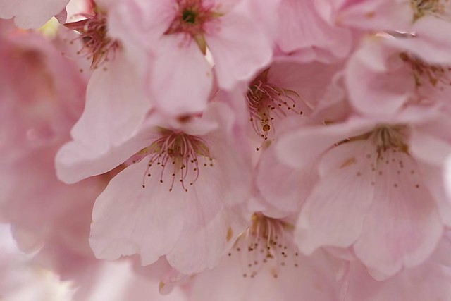 Rita Crane Photography: Celebration of Nature ~ Cherry Blossoms