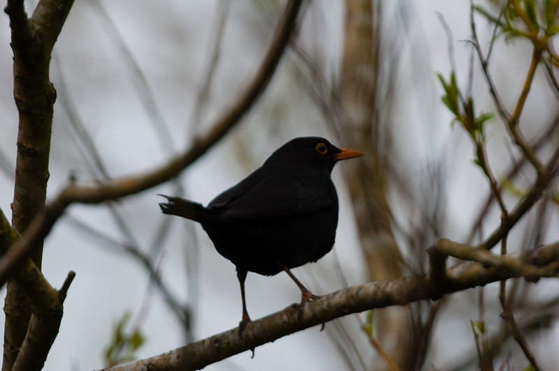 Blackbird on a look-out branch
