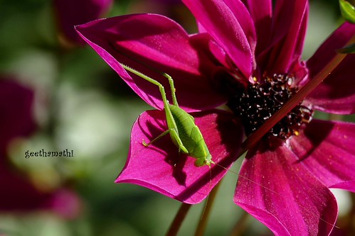 insect on a flower | by geethamathi
