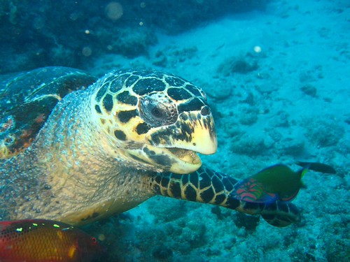 Turtle