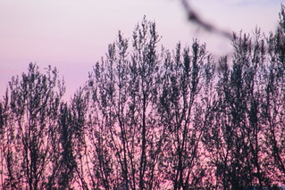 Sunset & trees