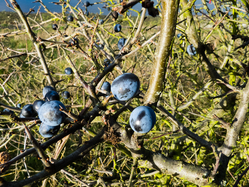 Sloe berries