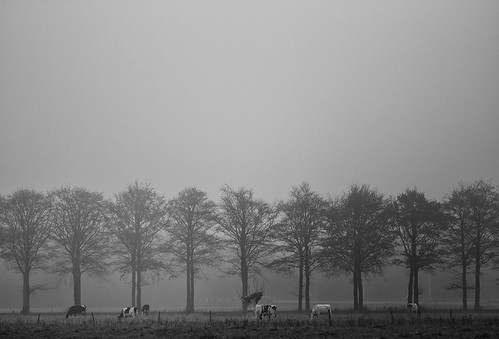 trees blackandwhite bw mist nature monochrome misty fog mystery landscape cows mysterious fields 100mmf28macro