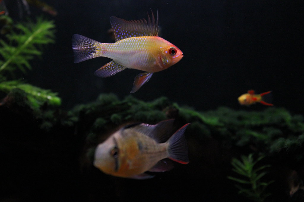 Female and Male Ram, Tropical Fish