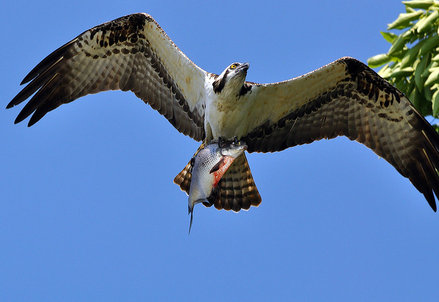 osprey with fish 9078