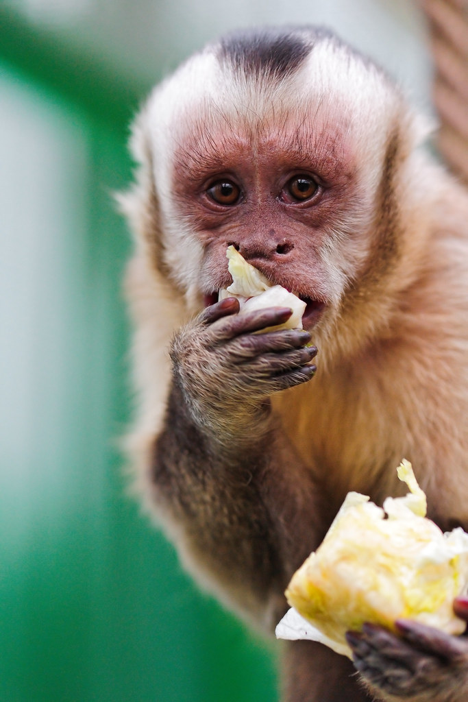 Dieta de los monos