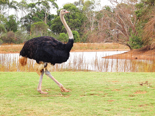 Werribee Open Range Zoo - An Ostrich in a hurry!