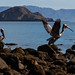 Flickr photo 'Braune Pelikane (Pelecanus occidentalis), Bahía de los Ángeles, Baja California, Mexico' by: anschieber | niadahoam.de.