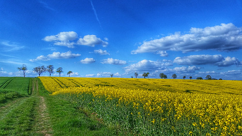 tree field clouds rural landscape spring rape agriculture rapeseed