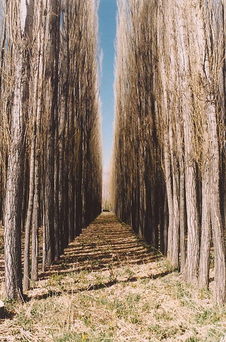 Uspallata by M. Paula Zuluaga, Mendoza, Argentina.

Note: This picture has been taken with a film camera.argentina arboles mendoza 