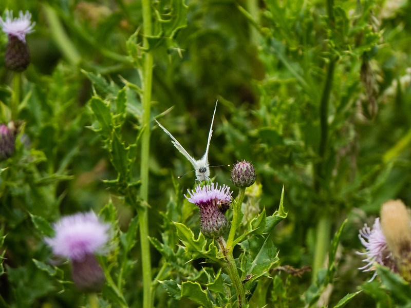 White butterfly