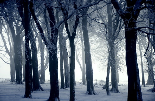 wood uk blue trees winter england mist snow cold woods branches derbyshire mysterious chilly magical hue beech wintry