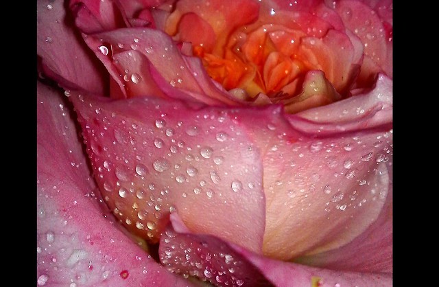 in the drizzle rain and in the night ! - very old filled pink  rose - black framed