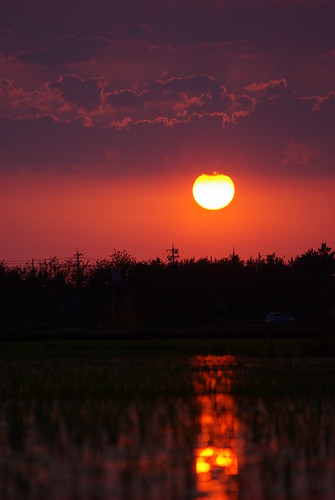 sunset silhouette ricepaddy pentaxk10d