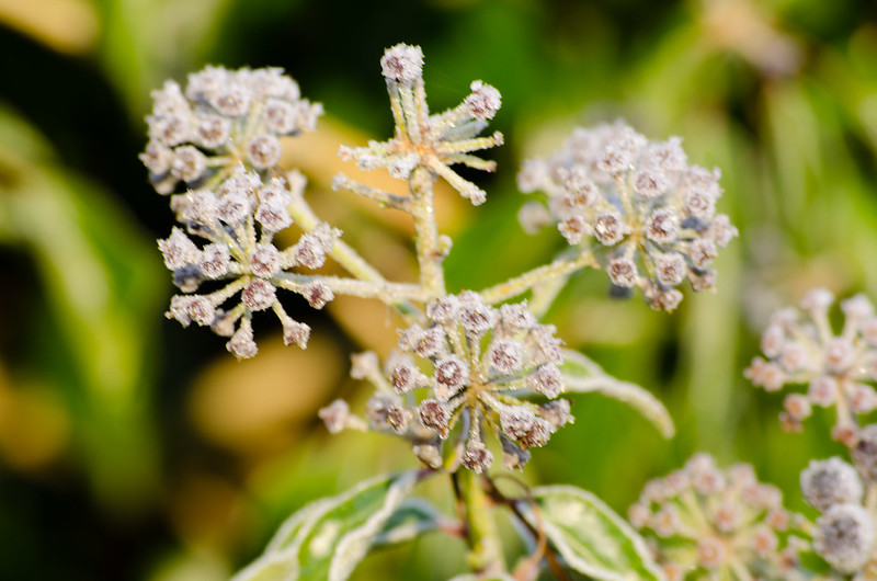 Frosted ivy berries