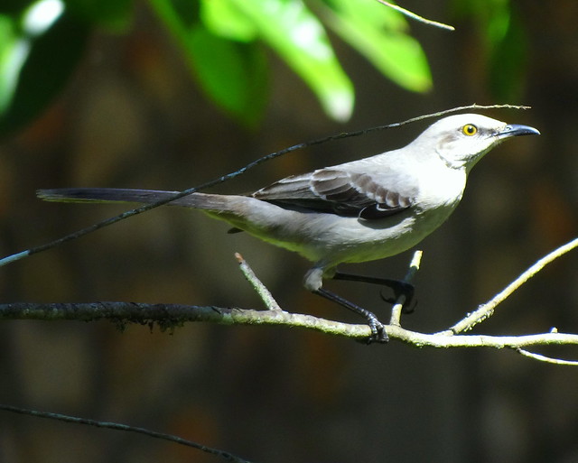 Paraulata Llanera [Tropical Mockingbird] (Mimus gilvus melanopterus)