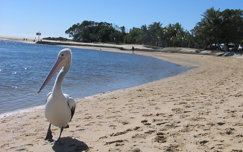 Pelicans at Cotton Tree