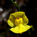 Flickr photo 'Utricularia gibba L.' by: Alex Popovkin, Bahia, Brazil.