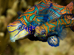 Malapascua