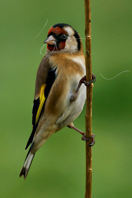 goldfinch - february 2012