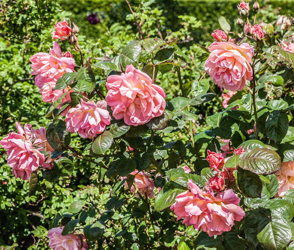 Hanneman Roses Flowers And Flower Gardens - St. Anne's Park | [update: I ha… | Flickr