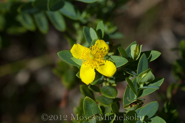 Hypericum edisonianum - Glades County, Florida, United States of America