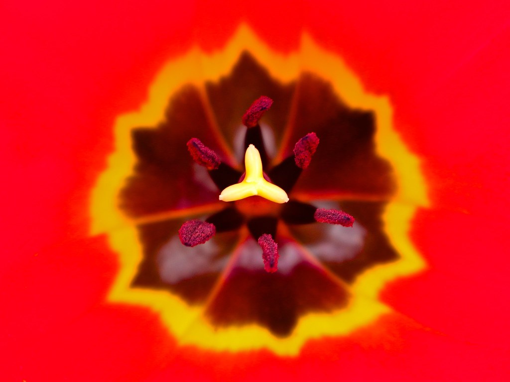 Inside Tulip