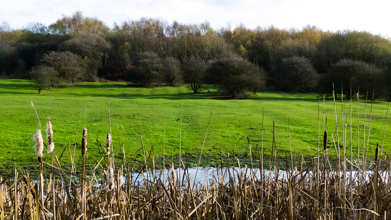 Ridge and furrow field, Fens Pool LNR