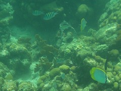 Sergeant and butterfly fish in the coral