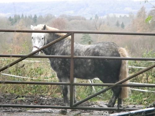 Horse and gate Borough Green to Sevenoaks