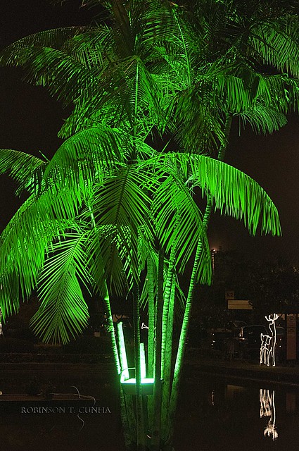 Palm tree_1831