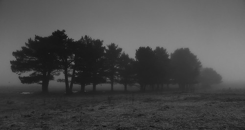 bw fog forest landscape arbol lumix country paisaje bn panasonic bosque campo monte niebla tarde lx5 rafaelcatering