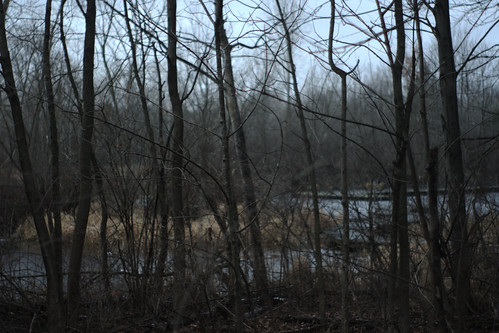 Boardwalk by fireflythegreat, trees lake boardwalk marsh